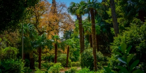 Пальмы в Симеизском парке